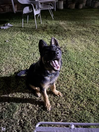 german shepherd cross