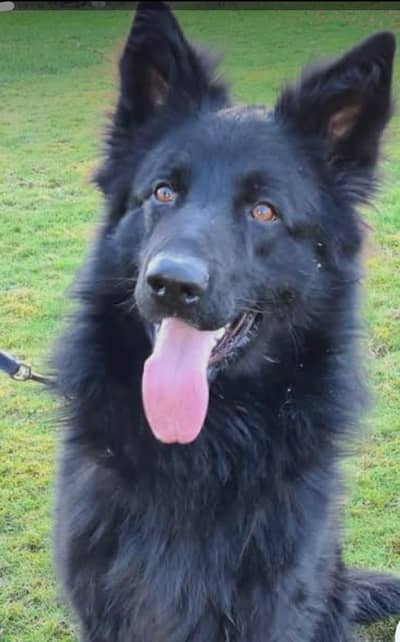 Black shepherd | gsd | Puppy |Black  Shepherd female for sale