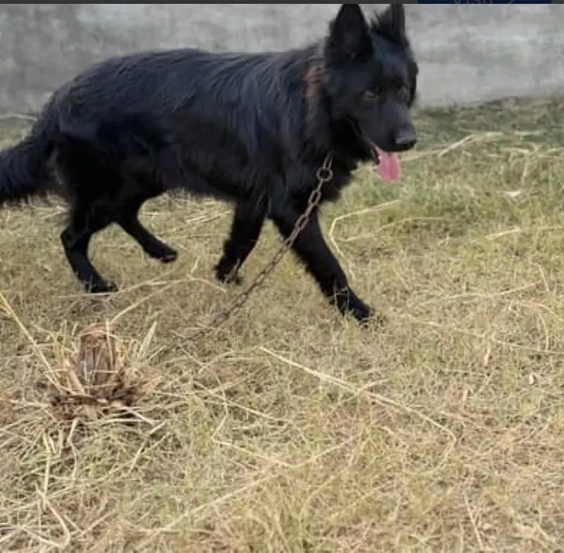 Black shepherd | gsd | Puppy |Black  Shepherd female for sale — photo 2