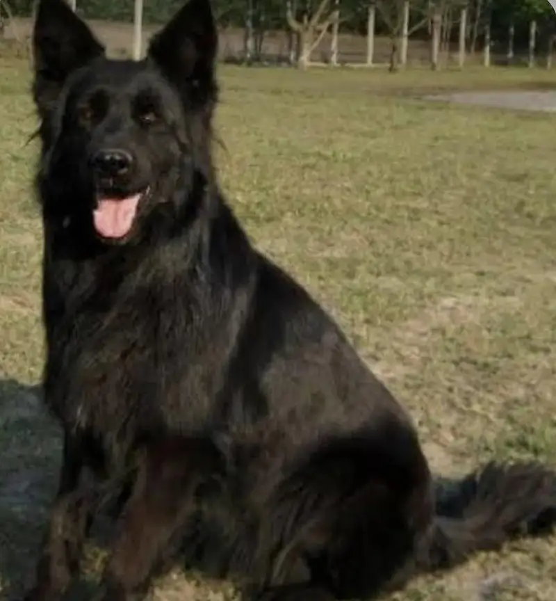 Black shepherd | gsd | Puppy |Black  Shepherd female for sale — photo 3