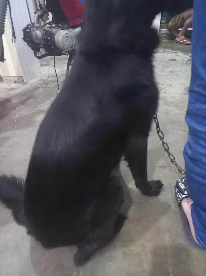 Black shepherd | gsd | Puppy |Black  Shepherd female for sale — photo 4