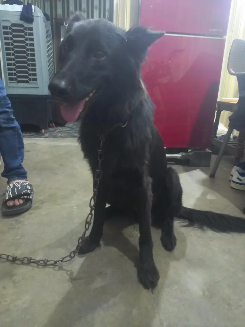 Black shepherd | gsd | Puppy |Black  Shepherd female for sale — photo 5