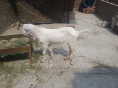 kunj female for sale