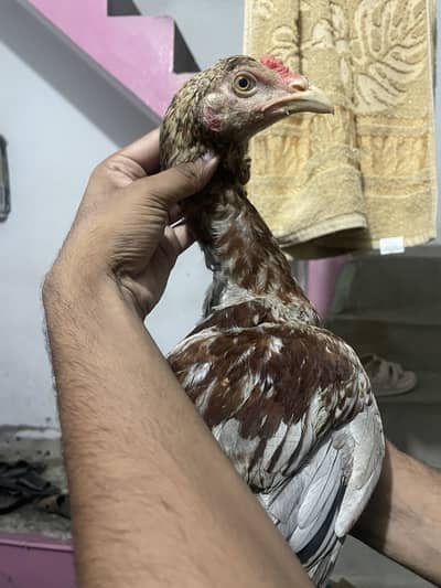 Aseel main wali or Thai croos pathay long hight 03243071070