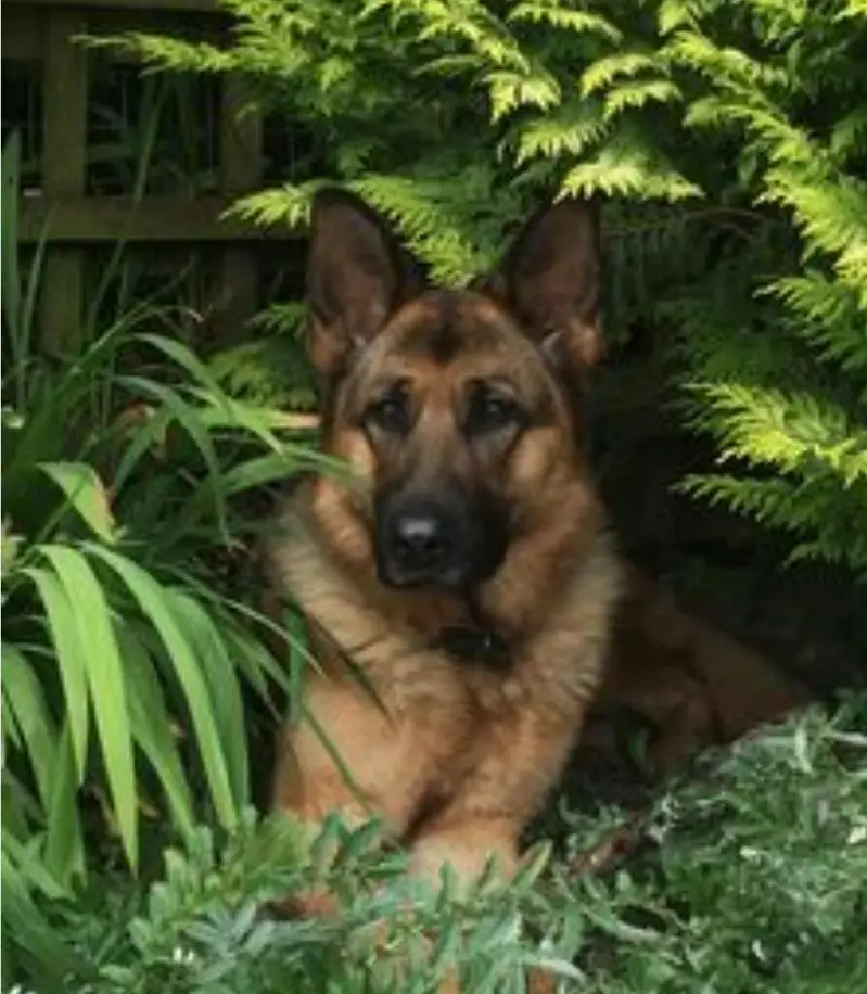 German Shepherd high quality show glass female heavy born structure