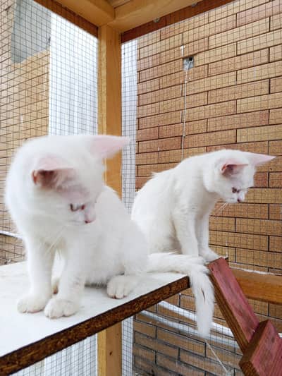 Persian Cats Single coat Pair For Sale