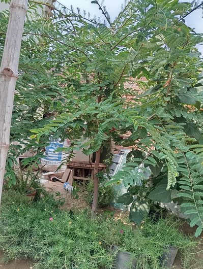 Tamarind plant (املی کا پودا )
