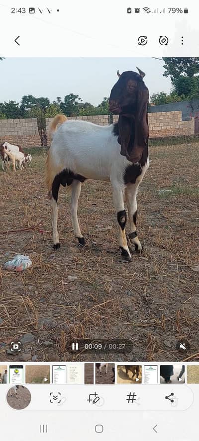kamori khera breeder for sale