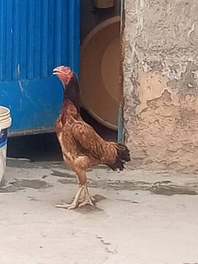 achi chez hai
