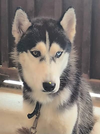 HUSKY