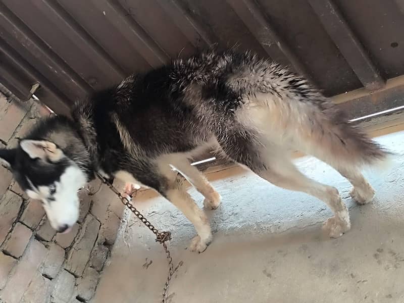 HUSKY 1