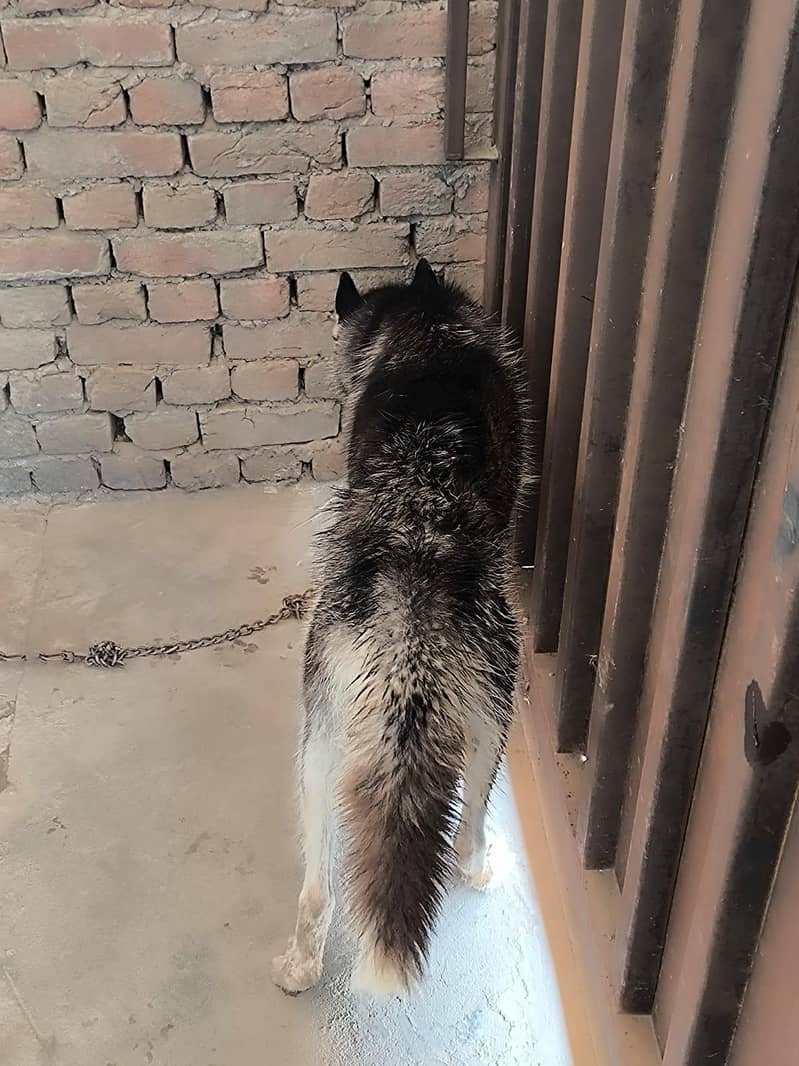 HUSKY 2