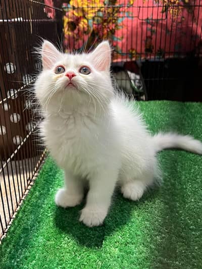 Persian female double coated