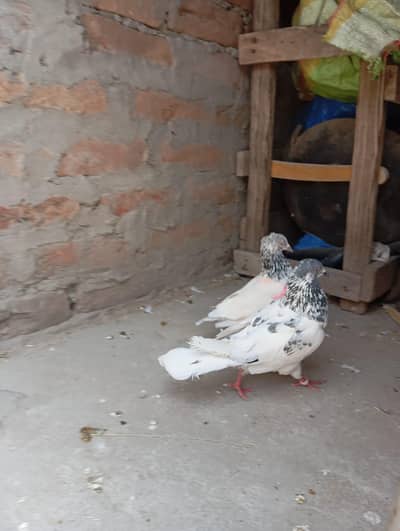 pigeon pair for sale