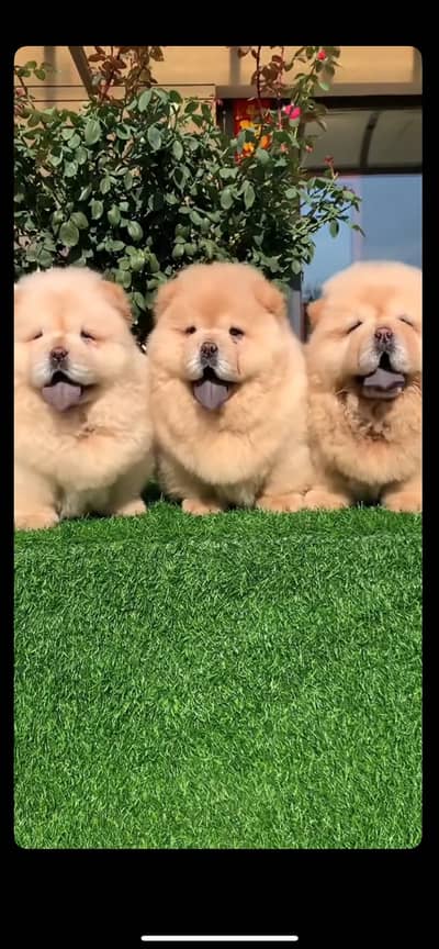 Chow chow pedigree microchipped puppies available for import