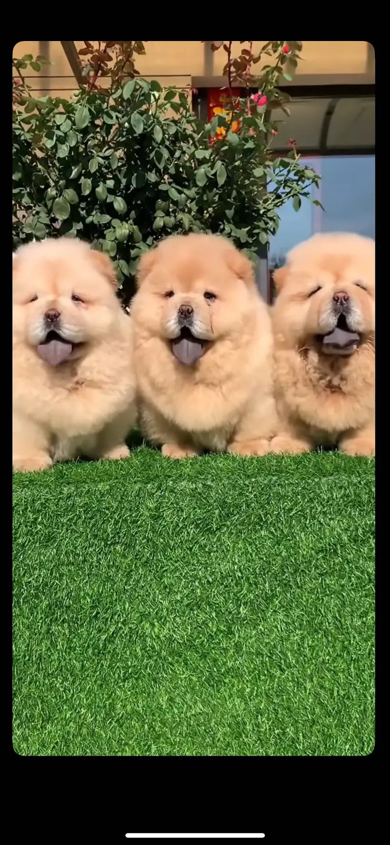 Chow chow pedigree microchipped puppies available for import
