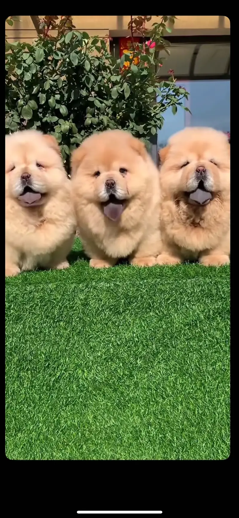 Chow chow pedigree microchipped puppies available for import — photo 2
