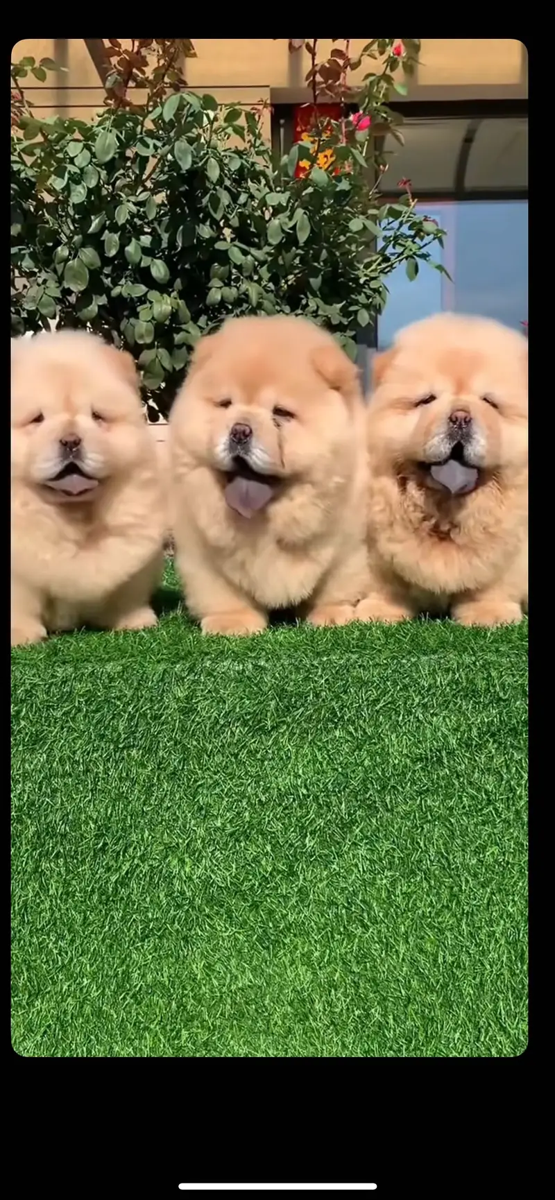 Chow chow pedigree microchipped puppies available for import — photo 4