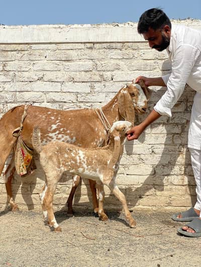 Makhi cheeni bakri for sale/breeder goat