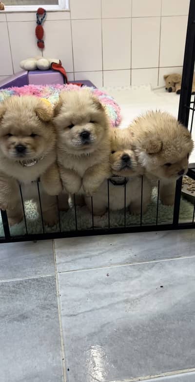 Chow chow pedigree microchipped puppies available for import