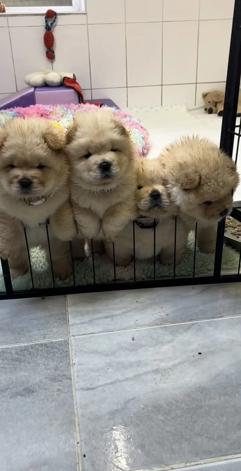 Chow chow pedigree microchipped puppies available for import