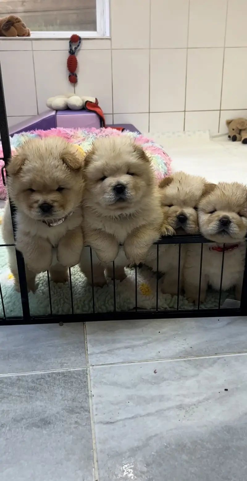 Chow chow pedigree microchipped puppies available for import — photo 2