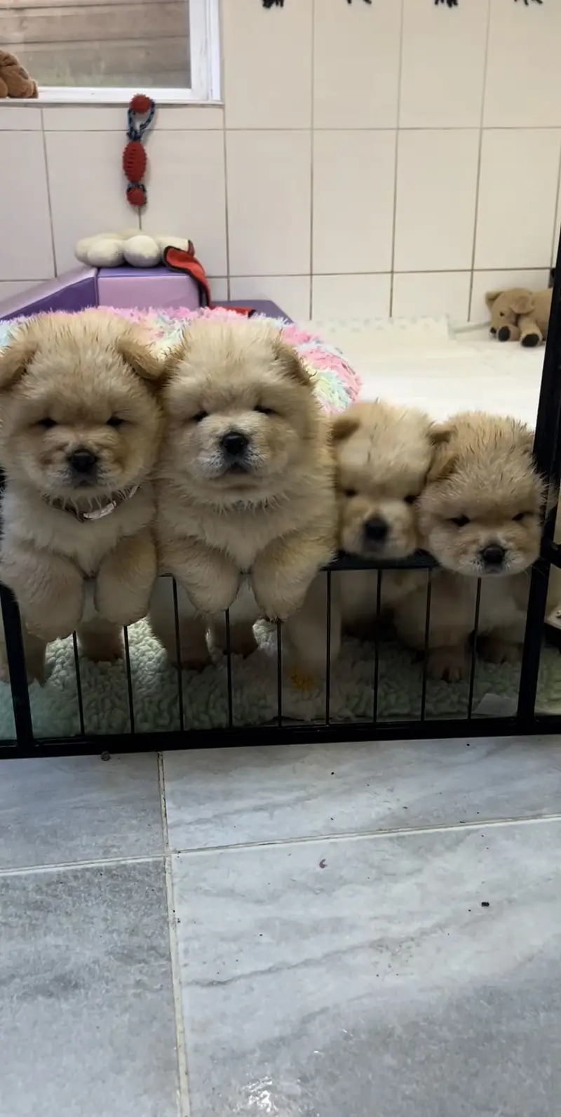 Chow chow pedigree microchipped puppies available for import — photo 3
