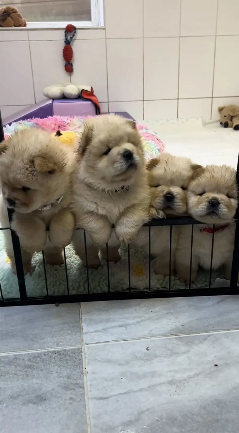 Chow chow pedigree microchipped puppies available for import — photo 4