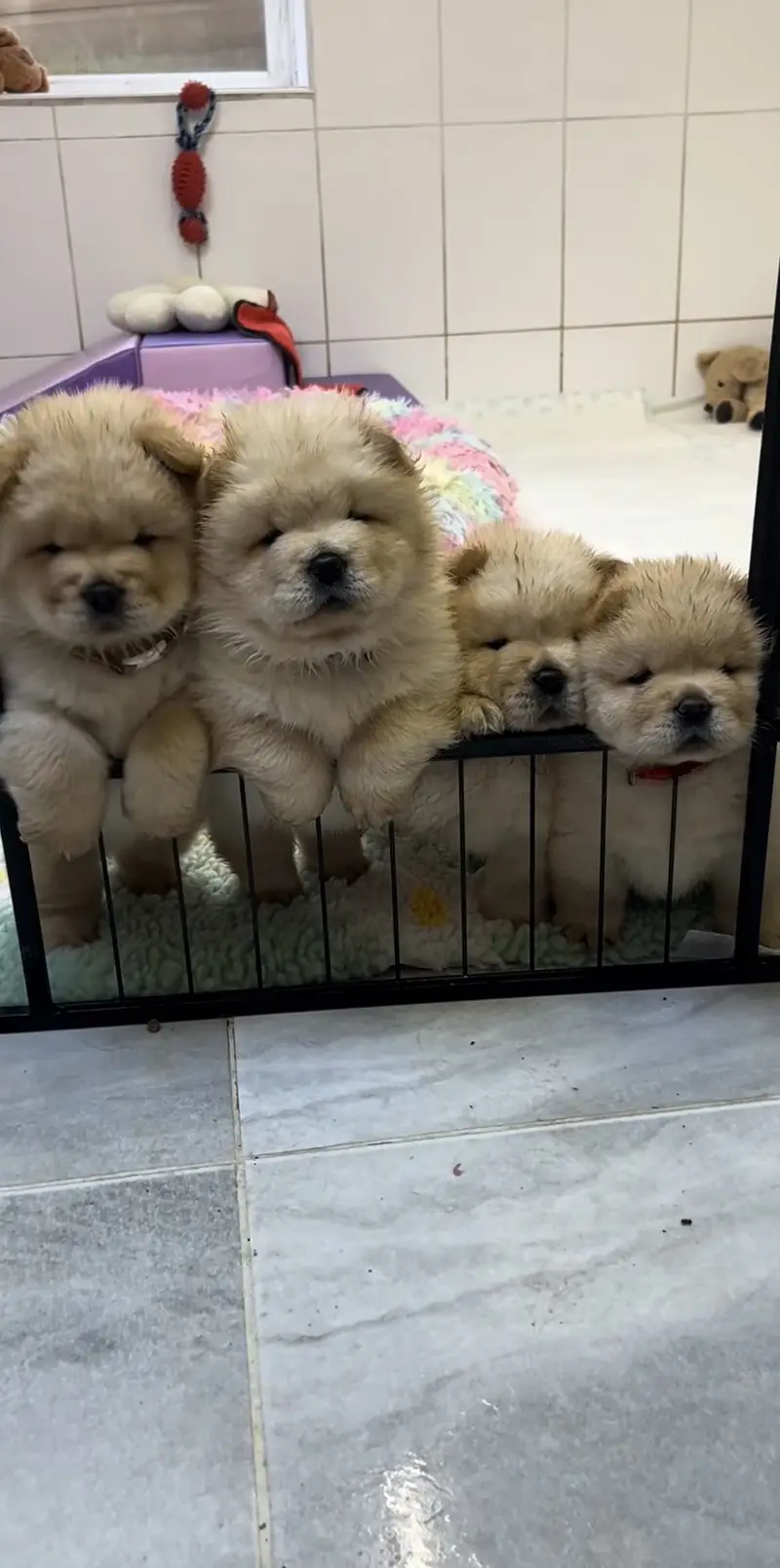 Chow chow pedigree microchipped puppies available for import — photo 5