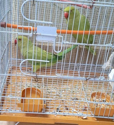 green parrot 