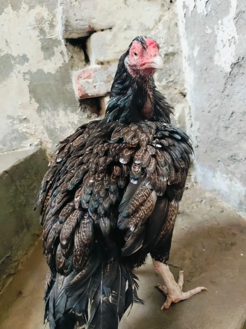 black shajri madi 03178910741 Jawa male