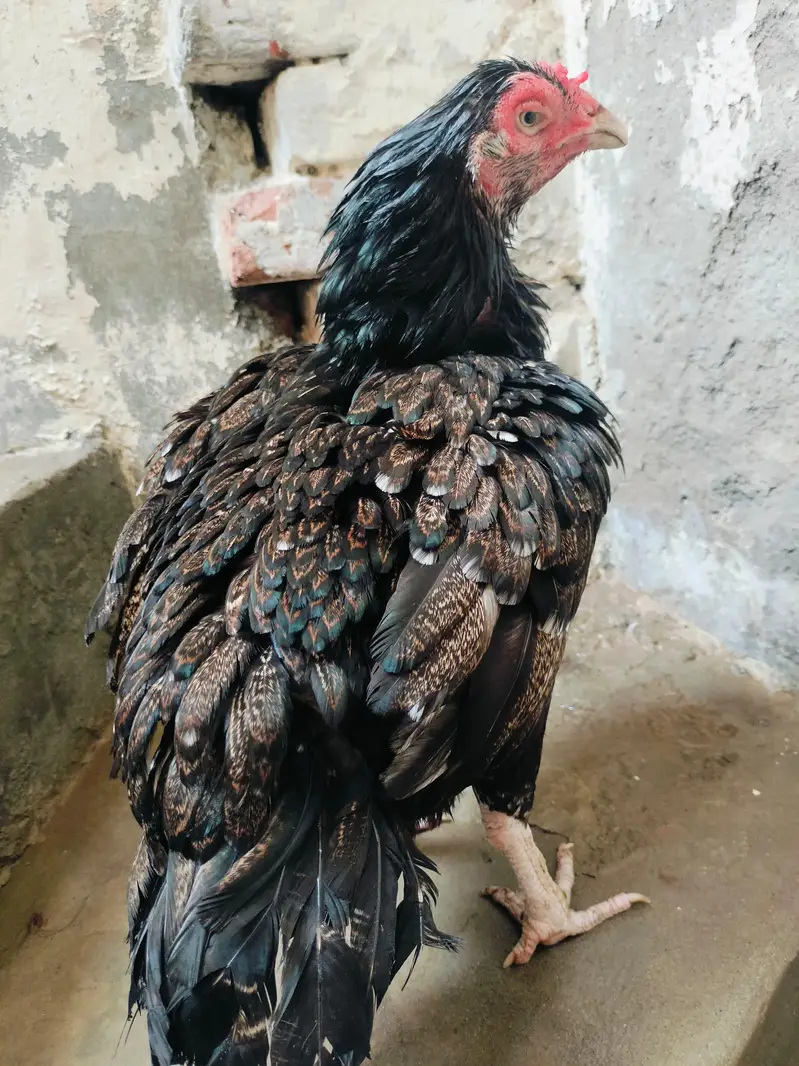 black shajri madi 03178910741 Jawa male — photo 3