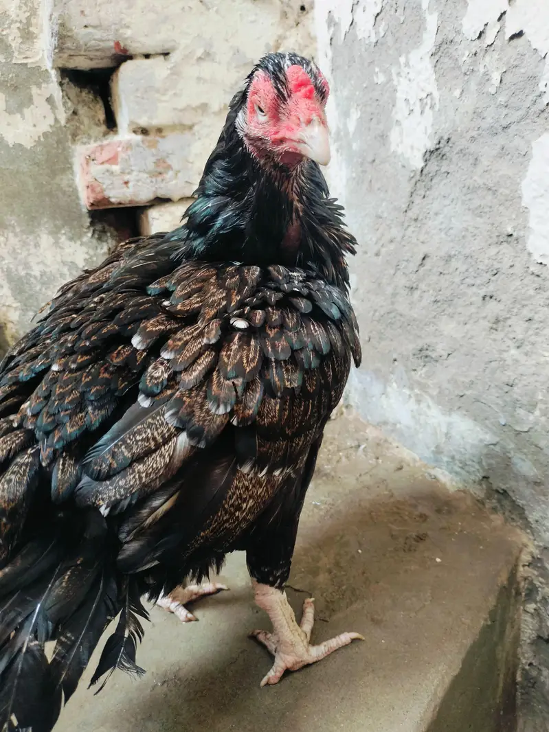 black shajri madi 03178910741 Jawa male — photo 4
