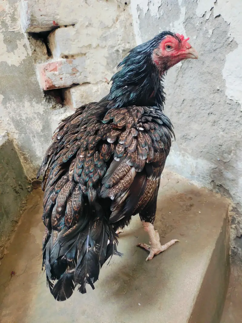 black shajri madi 03178910741 Jawa male — photo 5