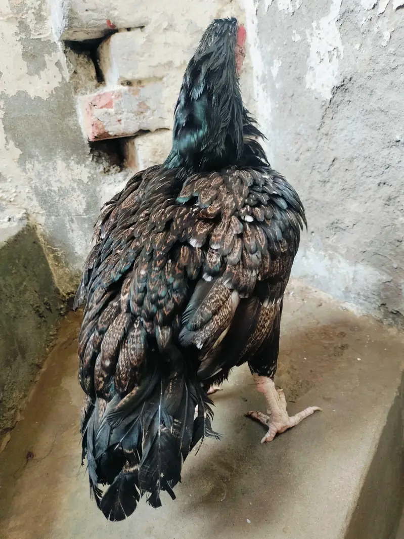 black shajri madi 03178910741 Jawa male — photo 6