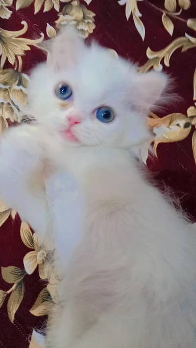 Persian kitten