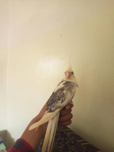 3 PROPER TAMED COCKTAIL FOR SALE  1 MALE 2 FEMALE