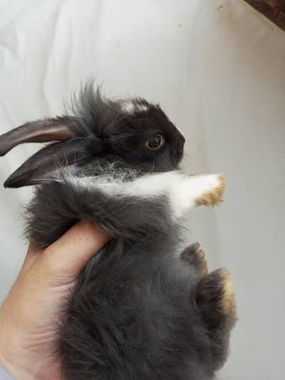 angora bunnies