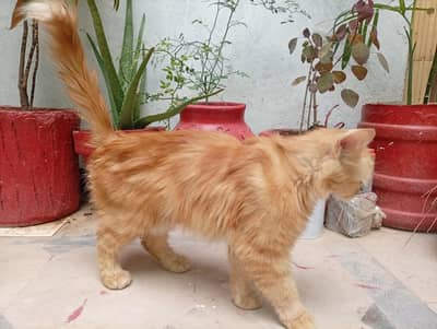 Persian cat ha Sath 2 bachy urgent sale karny ha