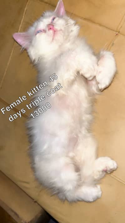 Persian male or female adult or kitten for sale