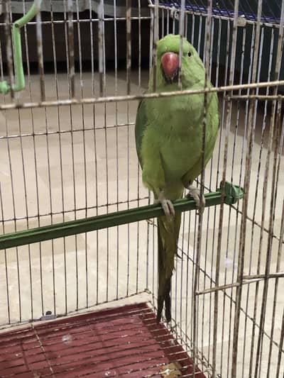 RingNeck green male parrot