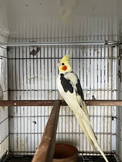 Cockatiel v pied achi blood line ka pair ha