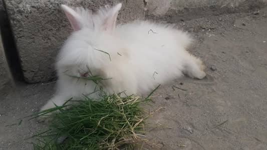 rabbits bunnies