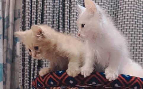 2 cittan pair aktiv