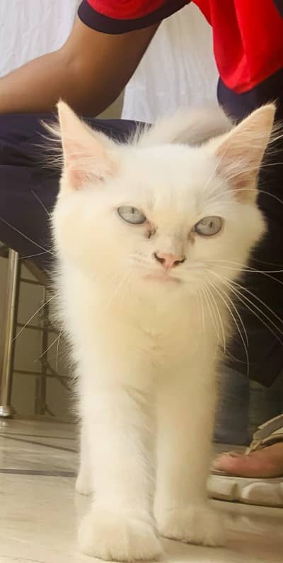 Persian Kitten ( Doll Face )