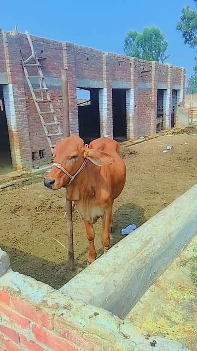 Baby cow