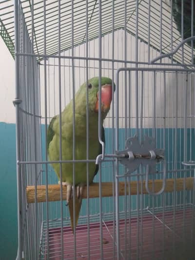 Raw parrot 3.5 months  old starting talk