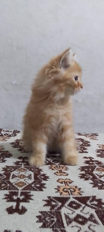 kitten for sale