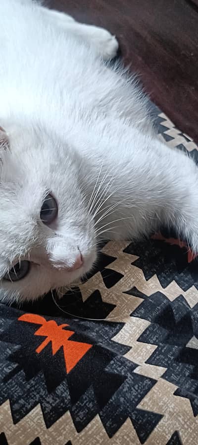 friendly beautiful cat