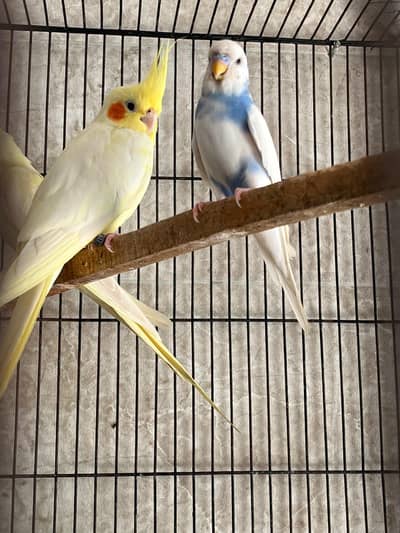 Australian parrots pair